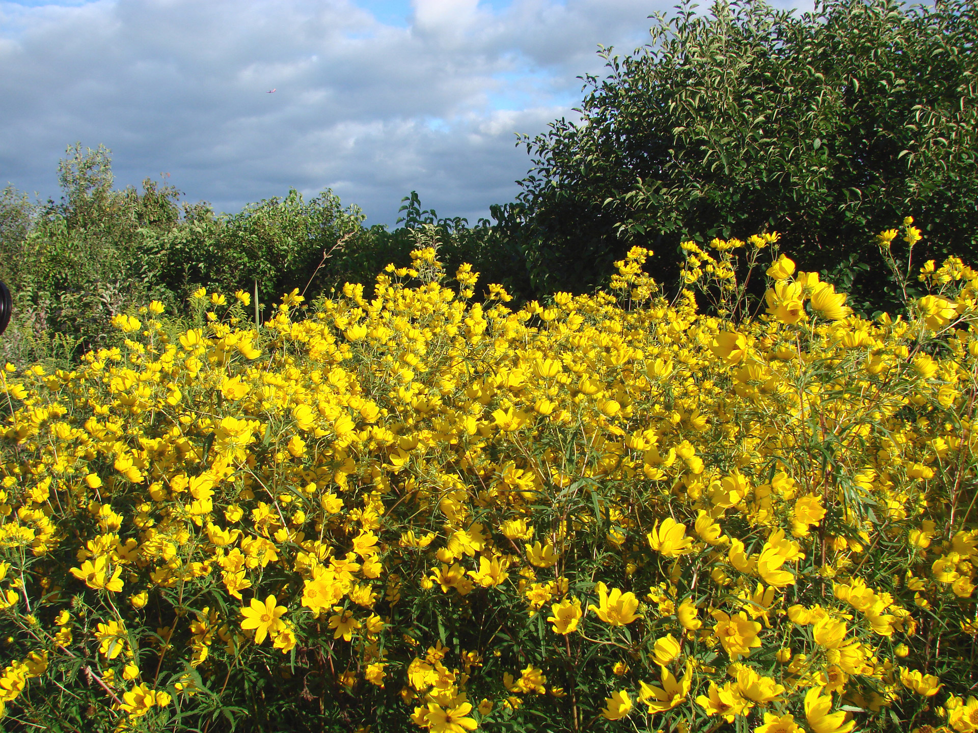 bright yellow wildflowers free photo