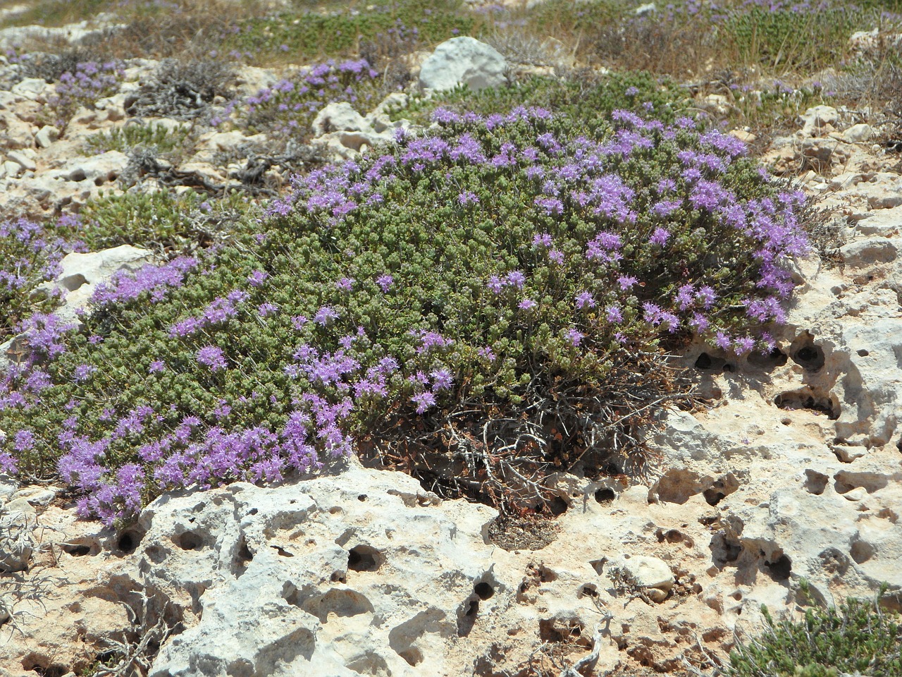 wild thyme thyme wild herbs free photo