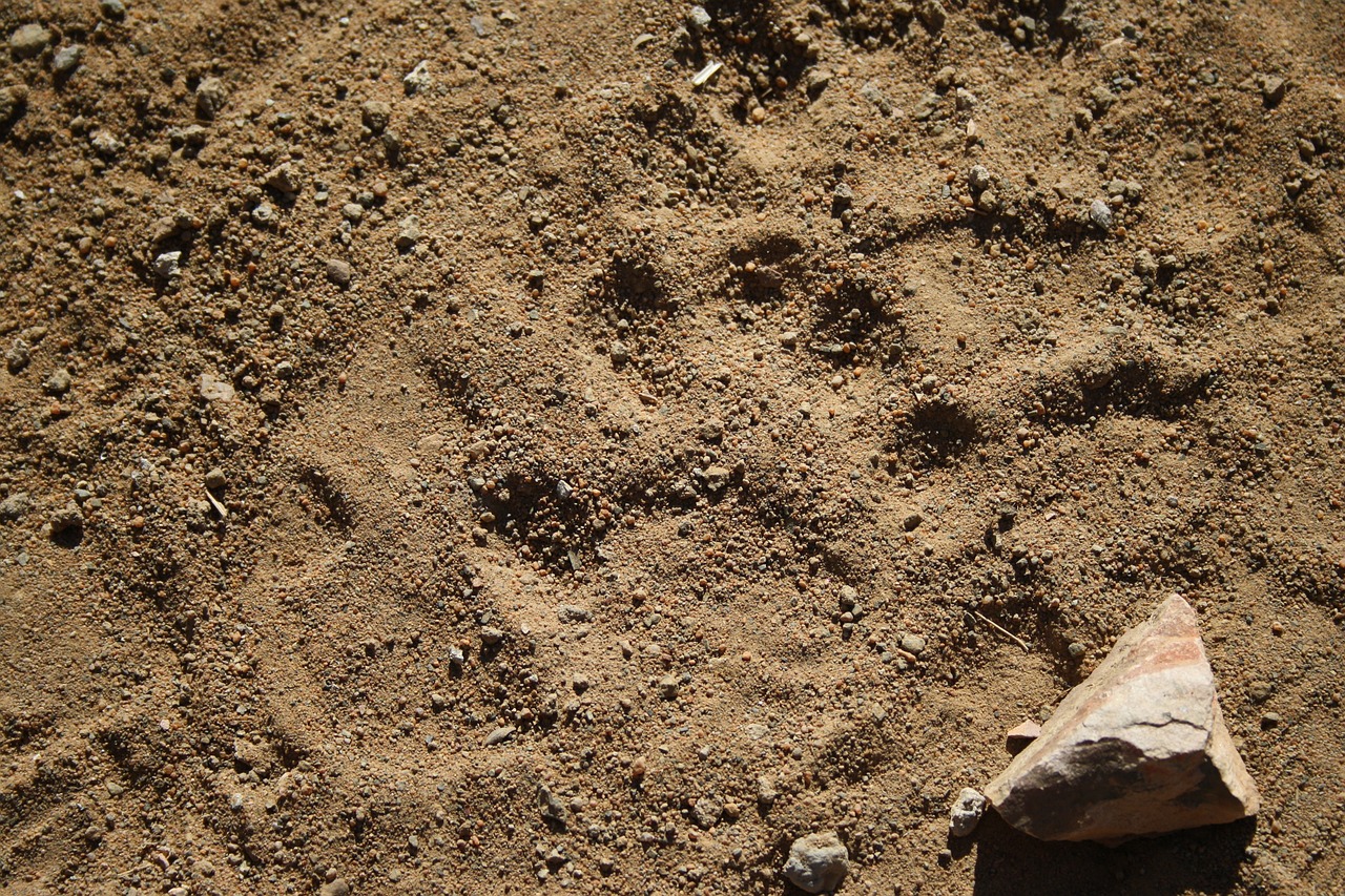 wild tracks leopard safari free photo