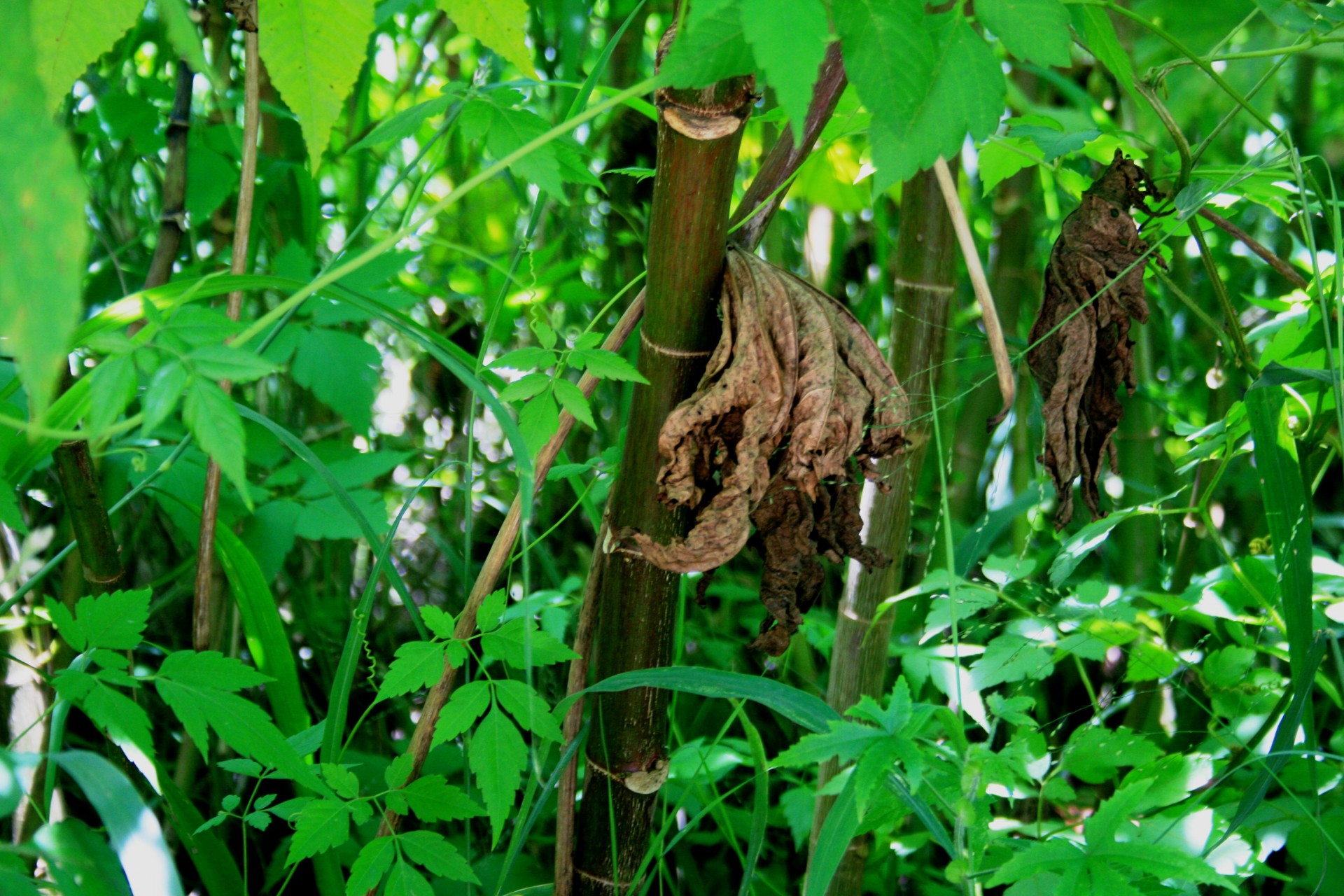 plants shrubs green free photo