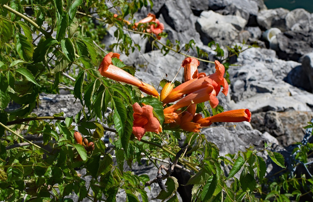 wild trumpet creeper wildflower flower free photo