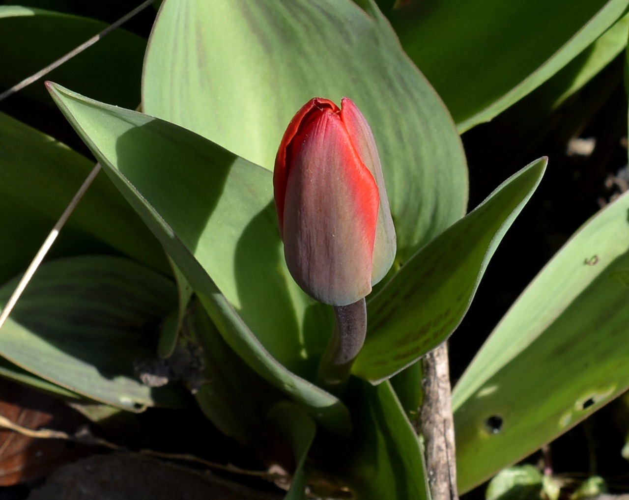 wild tulip flower bud free photo