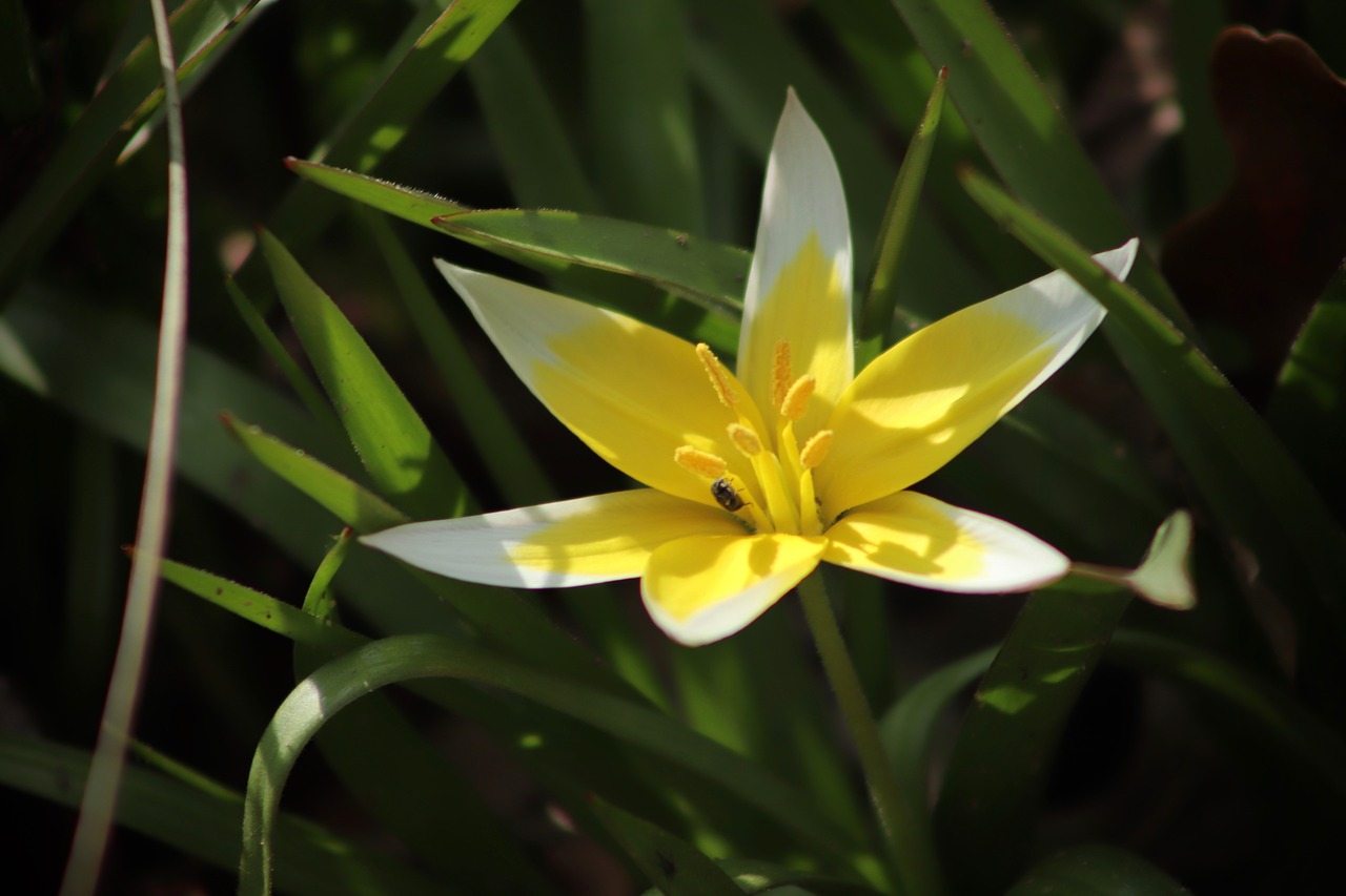 wild tulip  late wild tulip  tulip free photo