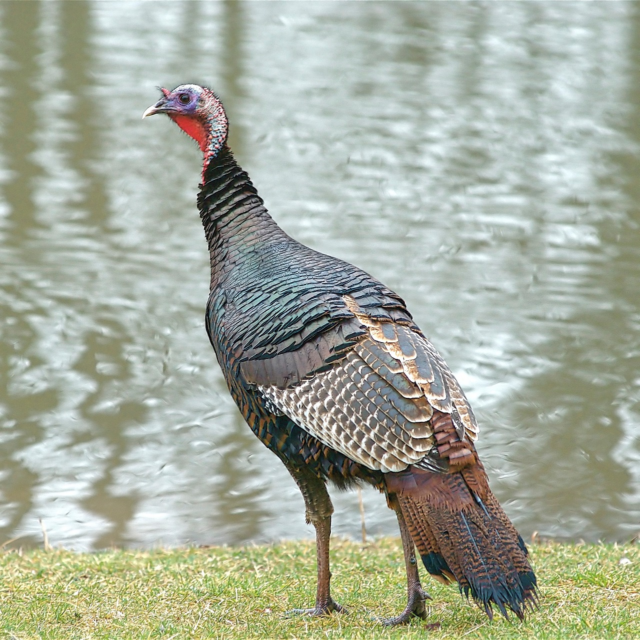 wild turkey turkey wildlife free photo