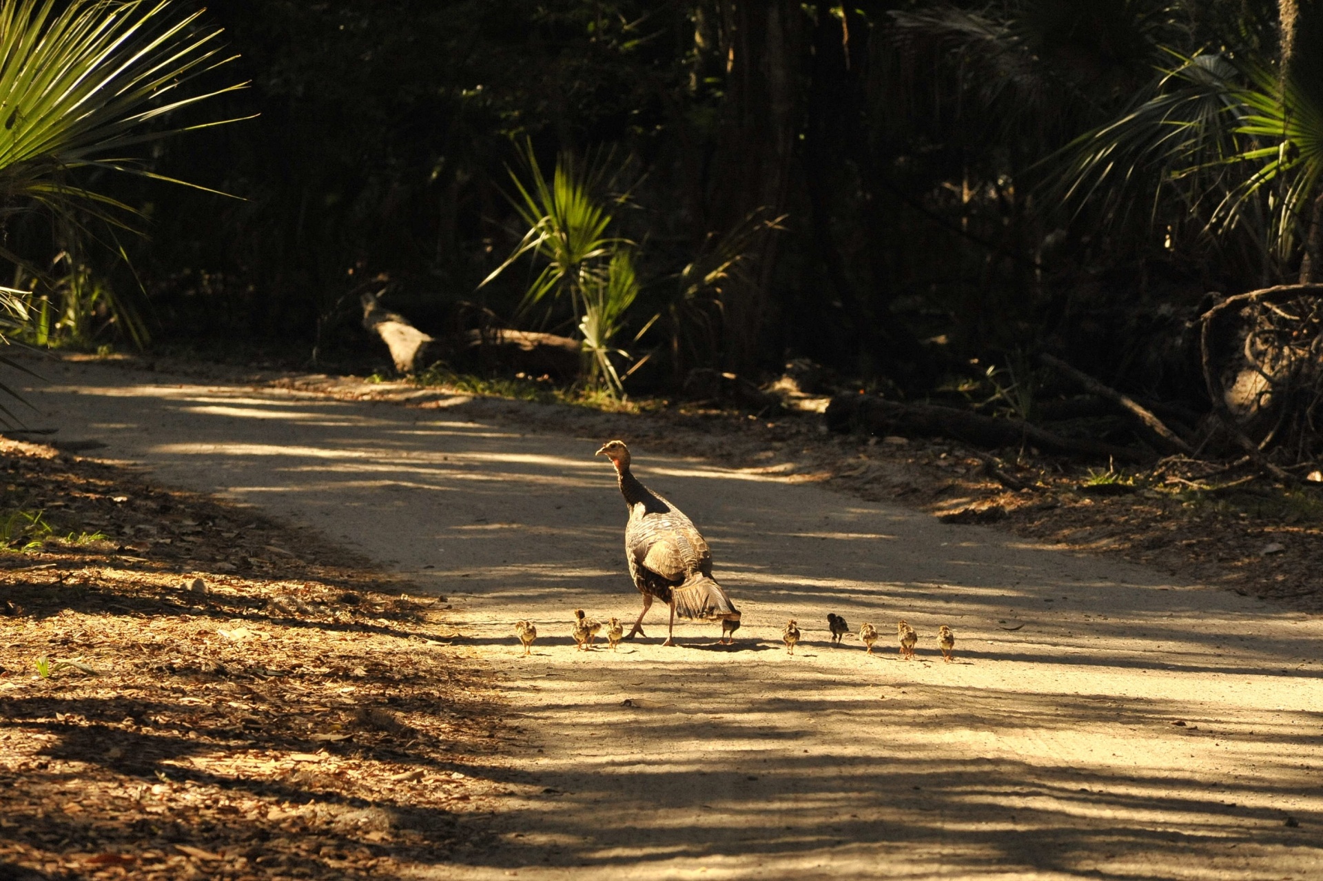 turkey wild mother free photo