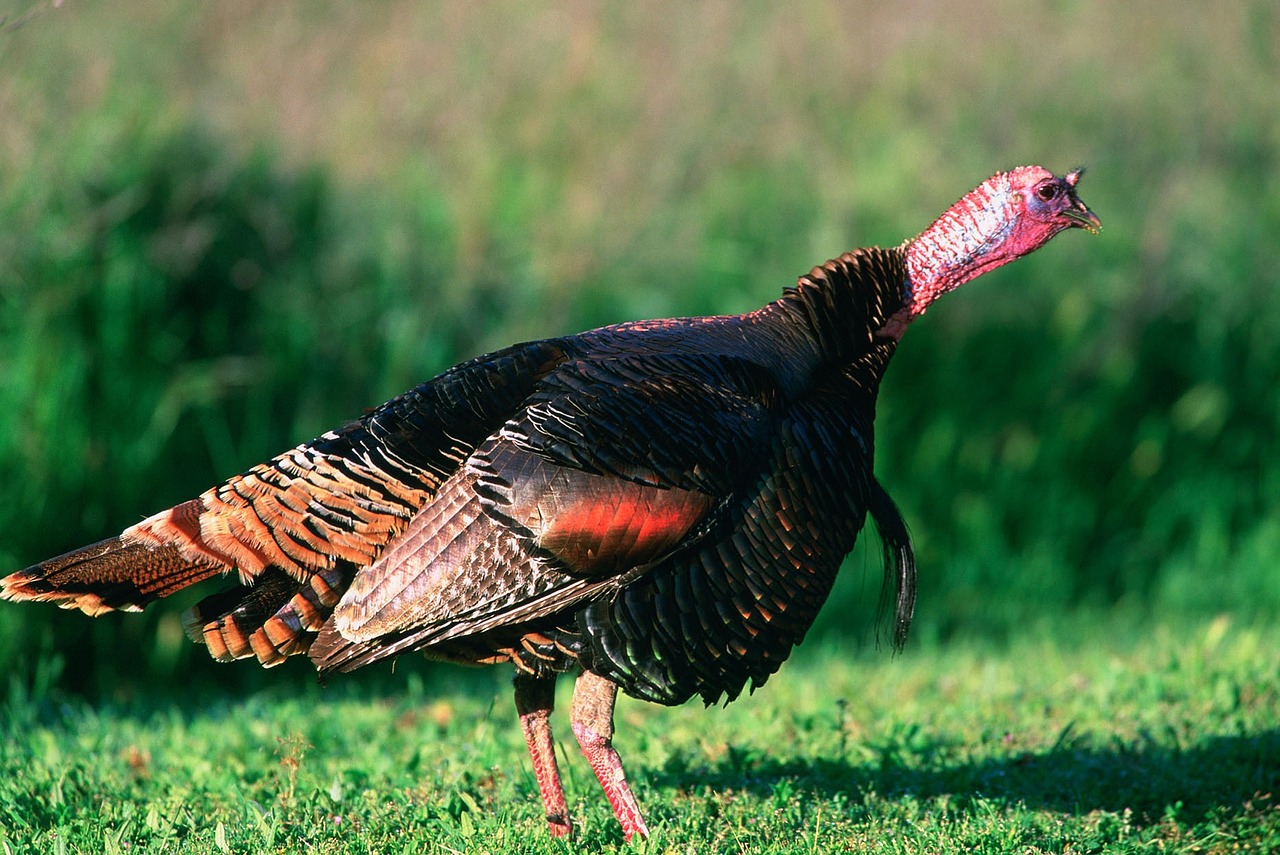 wild turkey bird close up free photo