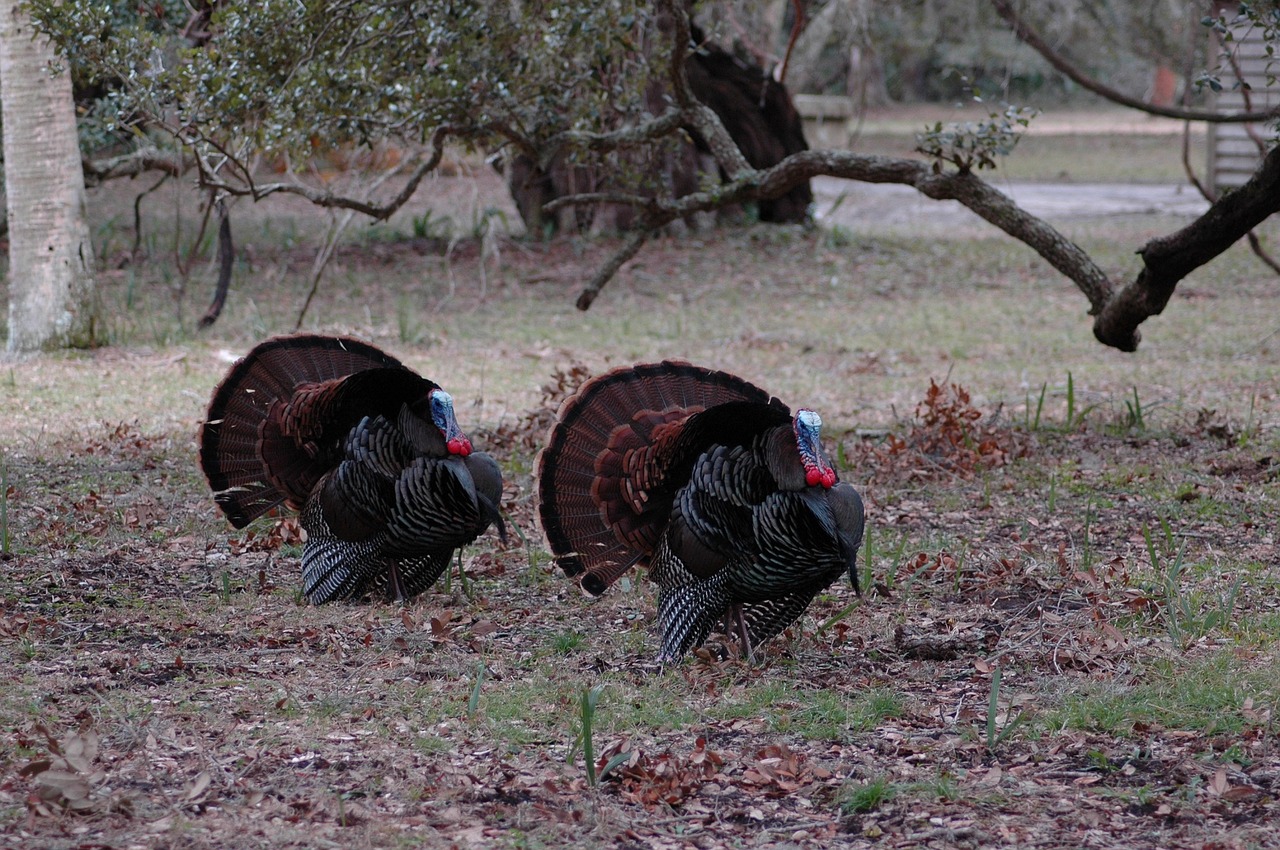wild turkeys rural wildlife free photo