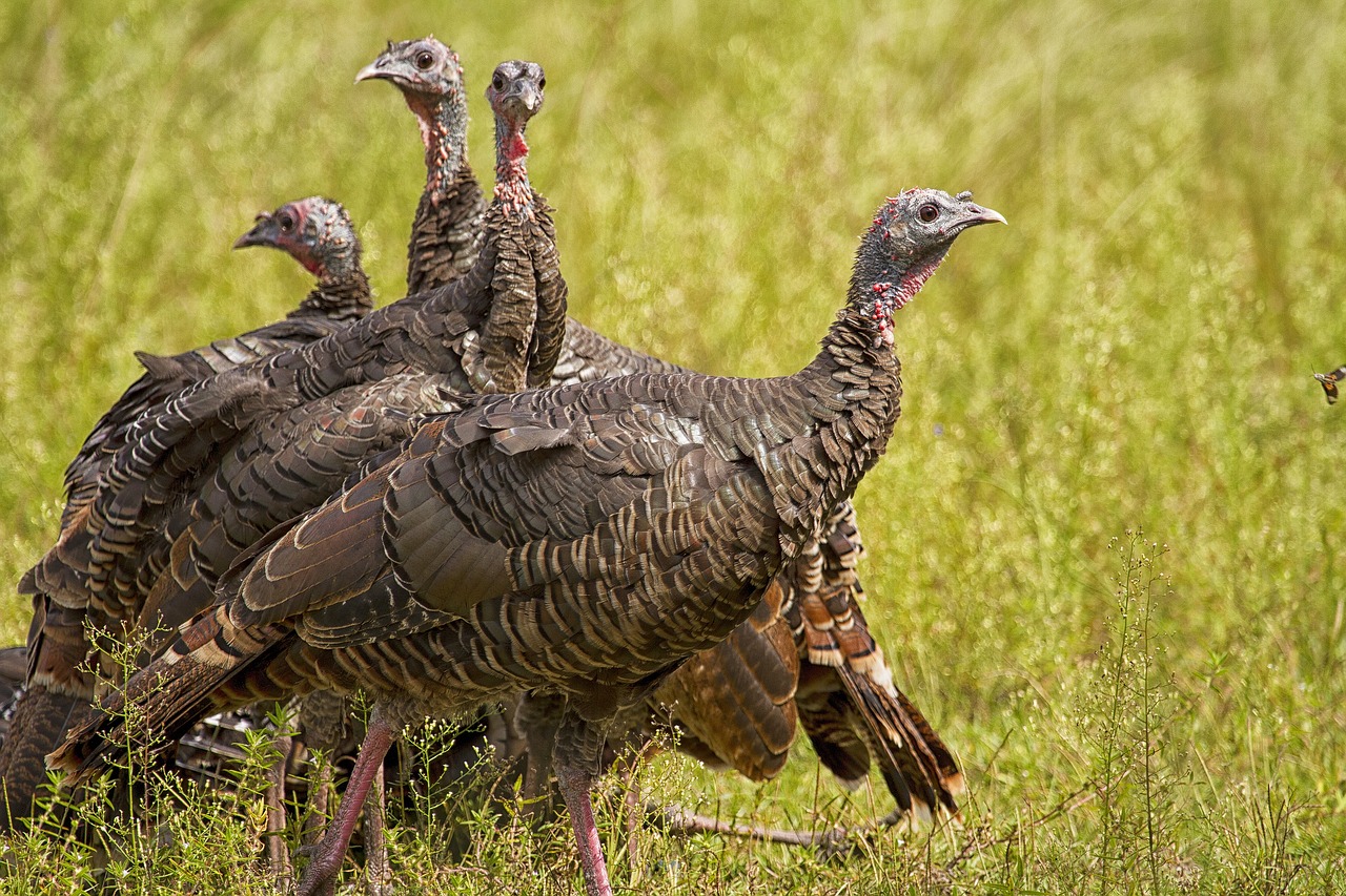 wild turkeys  rural  wildlife free photo