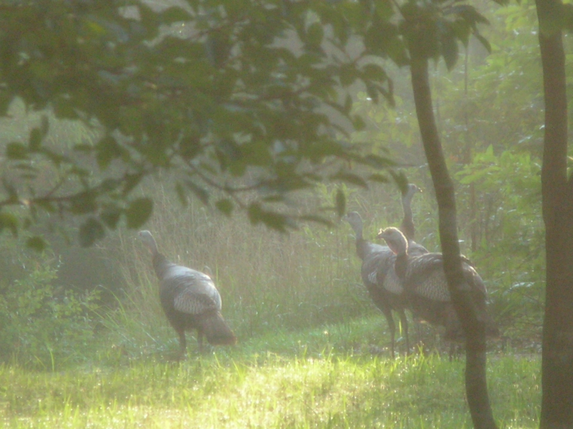turkeys bird hunting free photo