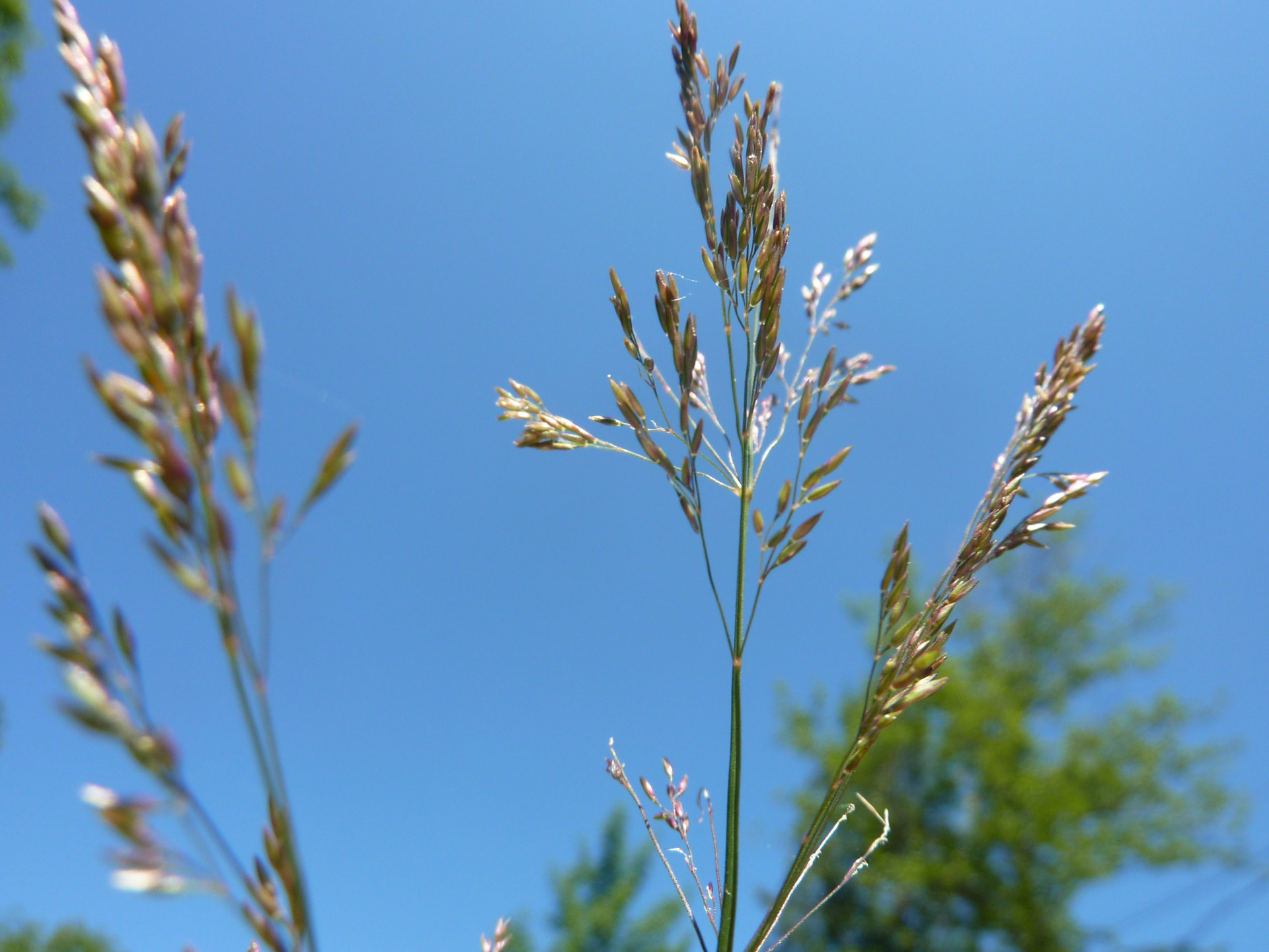 nature grass sky free photo