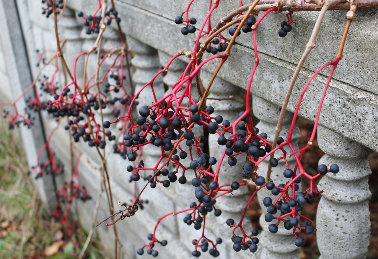 wild wine fruit black berries free photo