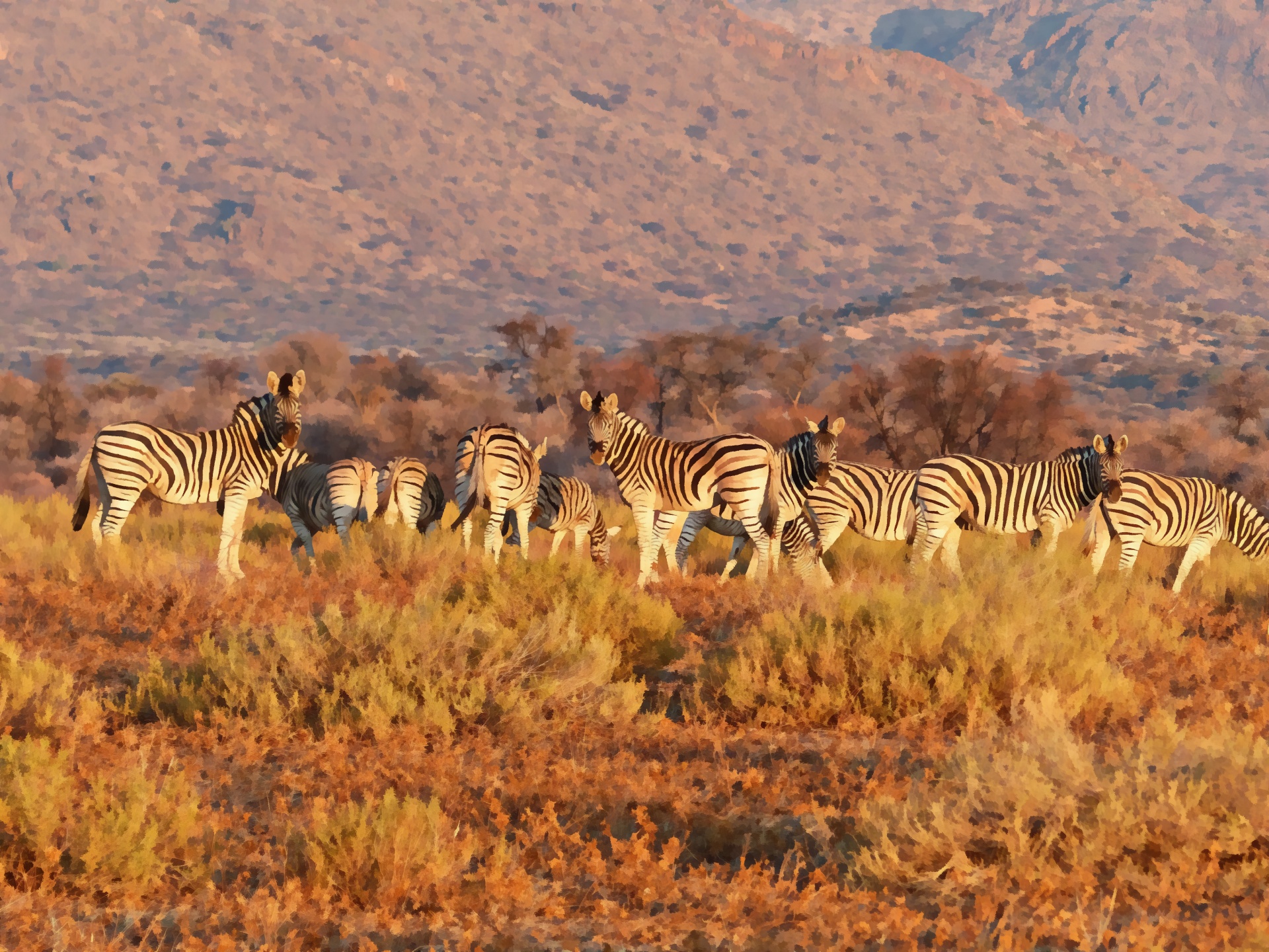 zebra wild painting free photo