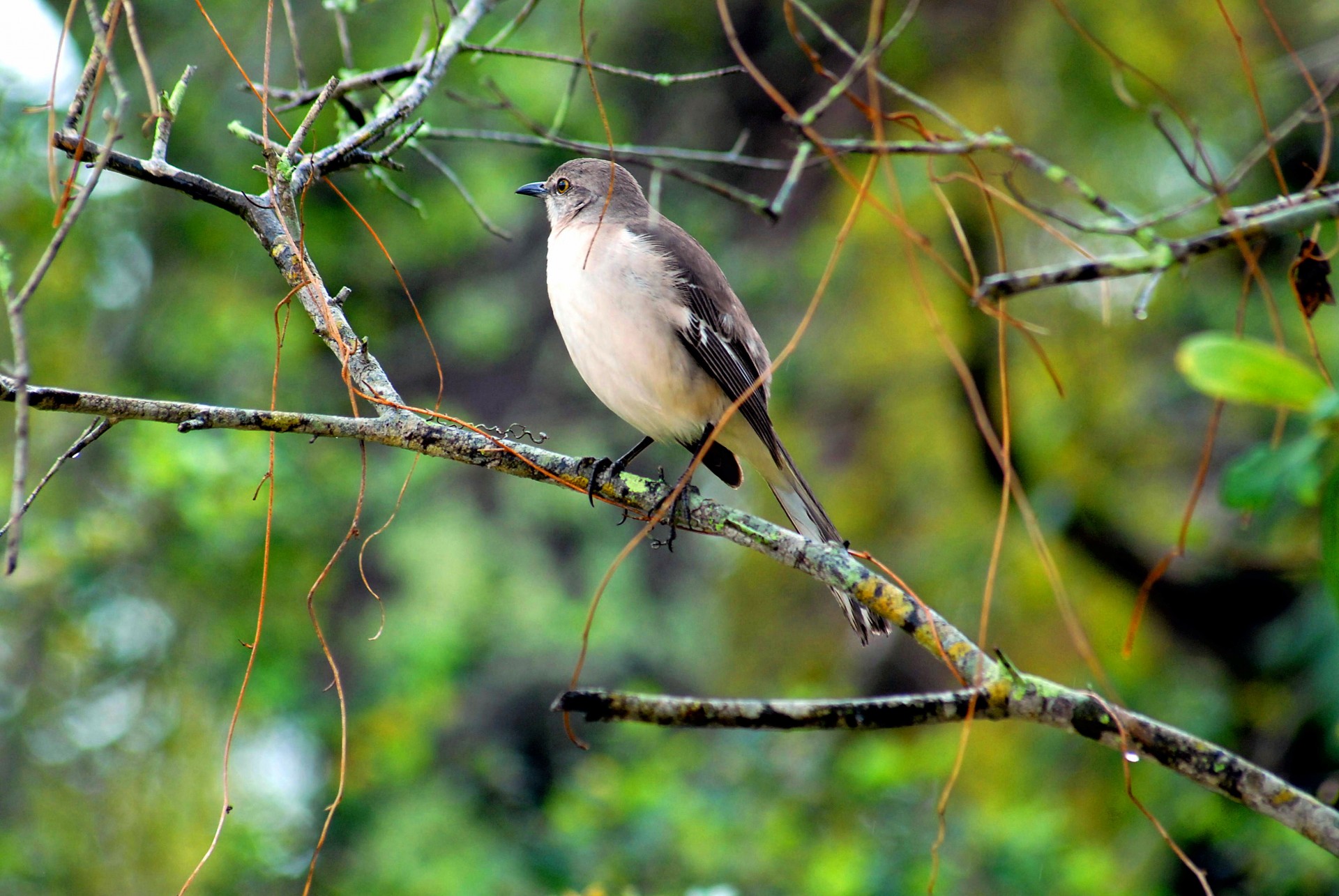 bird avian perched free photo