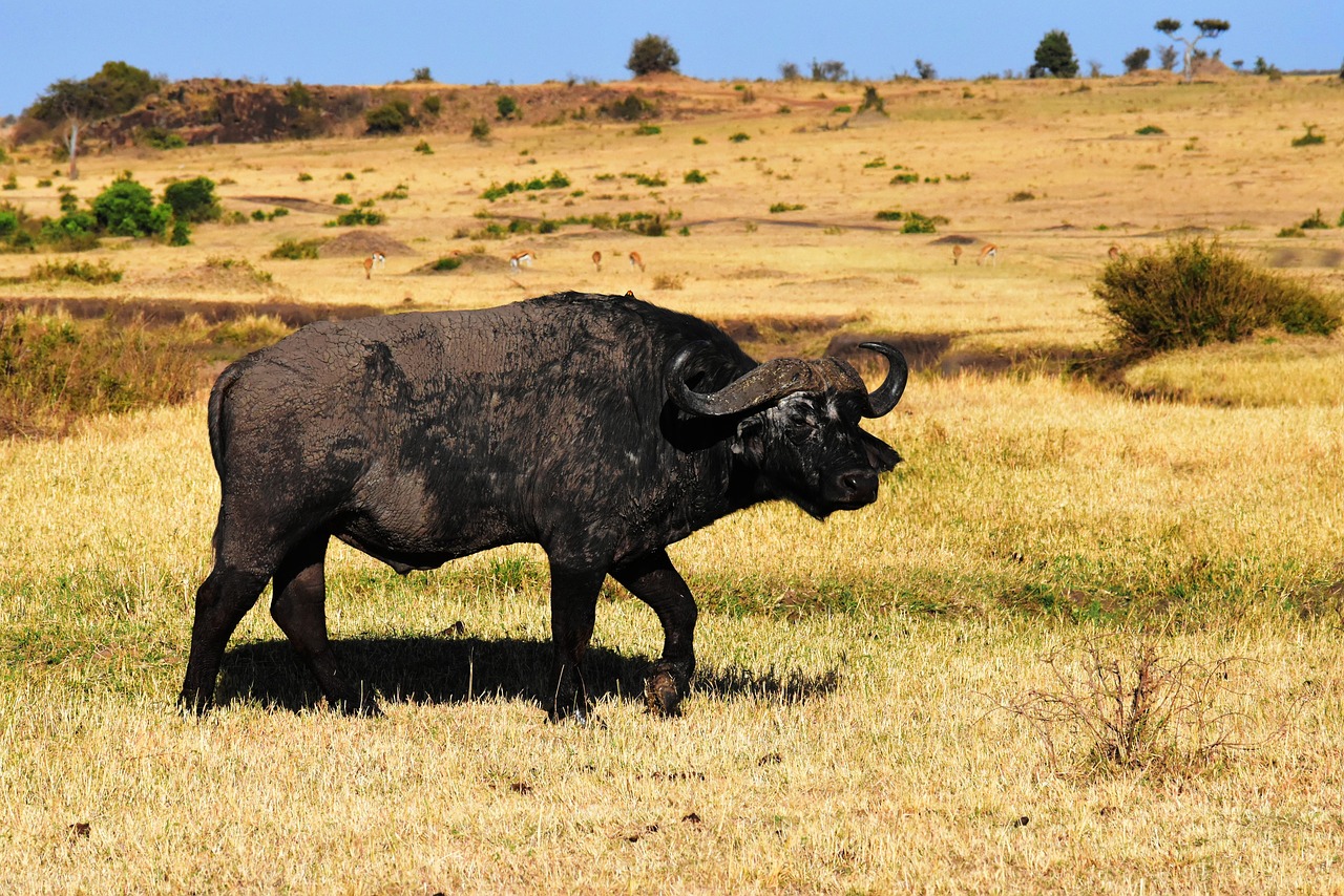 wildbull wildlife africa free photo