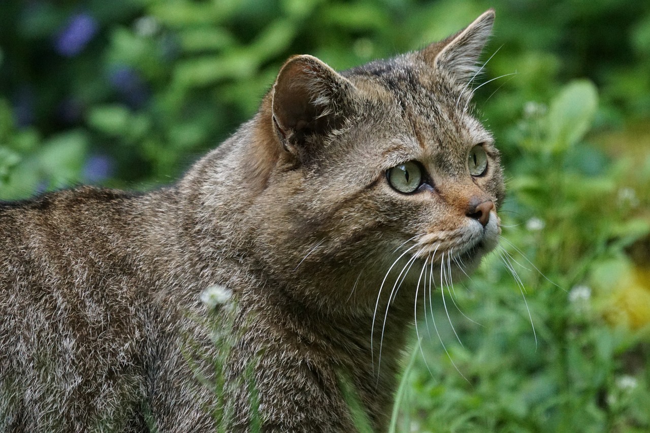wildcat forest cat predator free photo