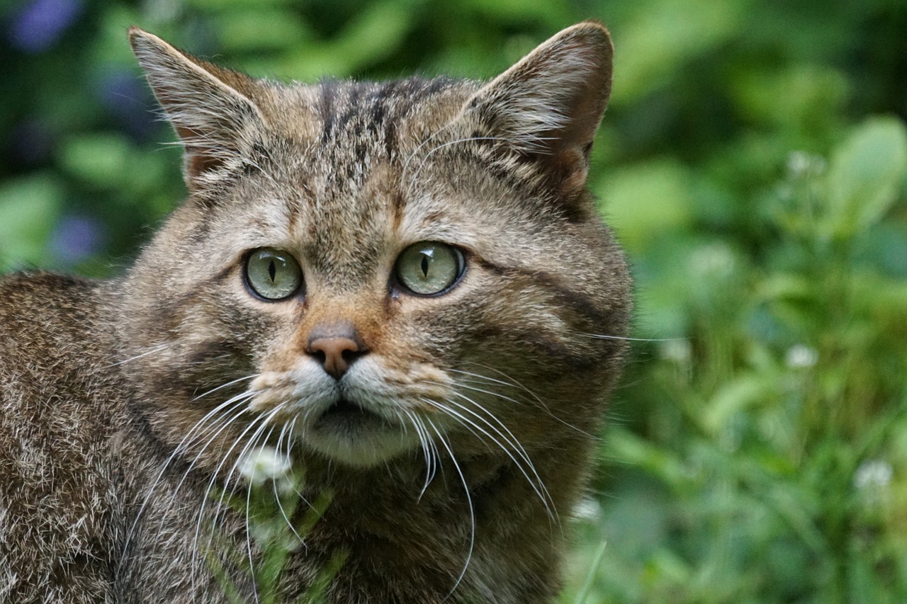 wildcat forest cat predator free photo