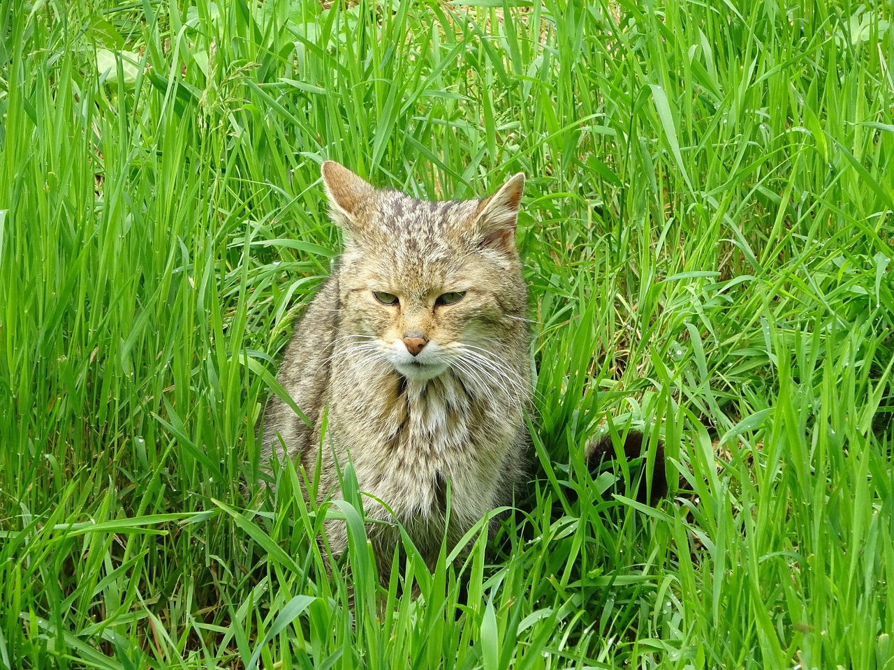 wildcat cat deer park free photo