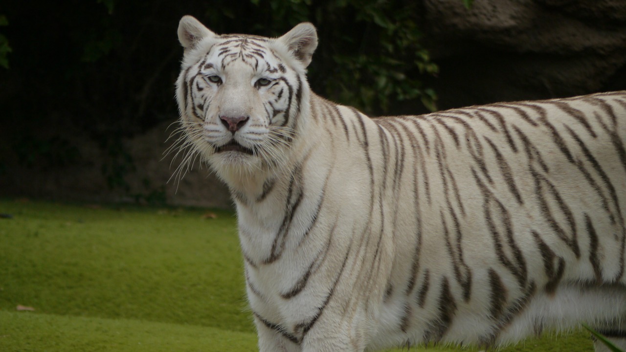 wildcat noble tiger free photo