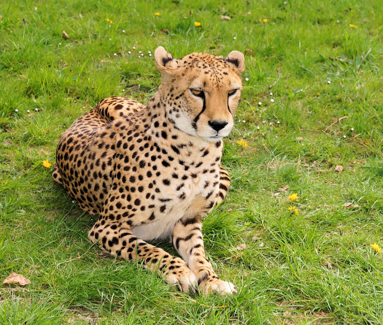 wildcat large wild cat cheetah free photo