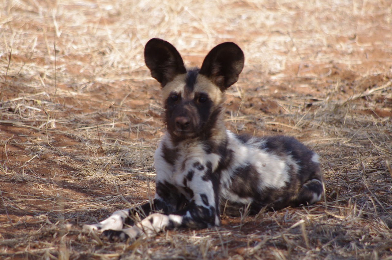 wilddog africa animals free photo