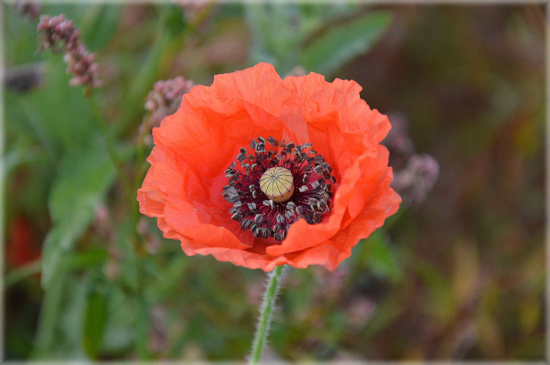 flowers plants nature free photo