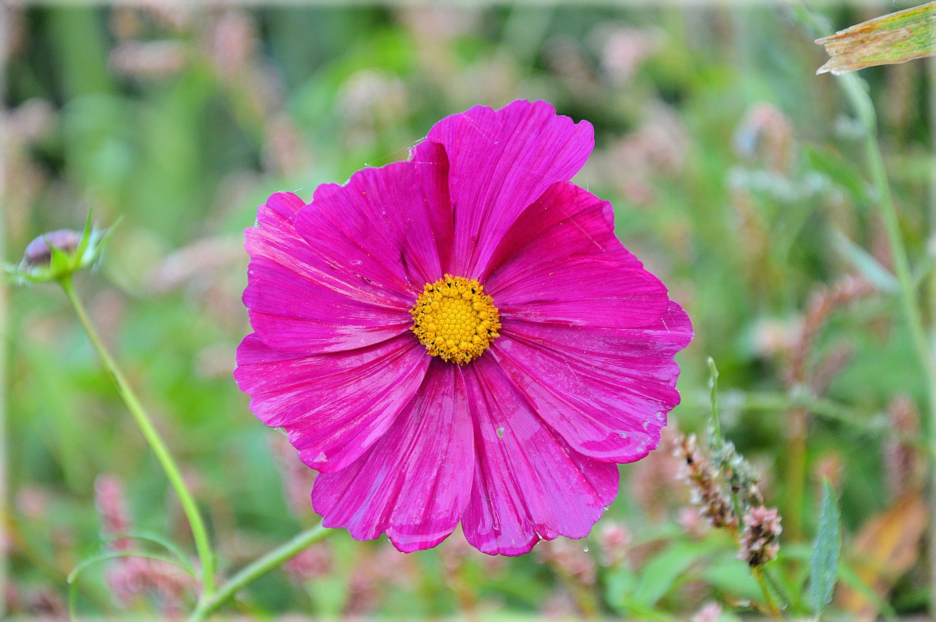 flowers plants nature free photo