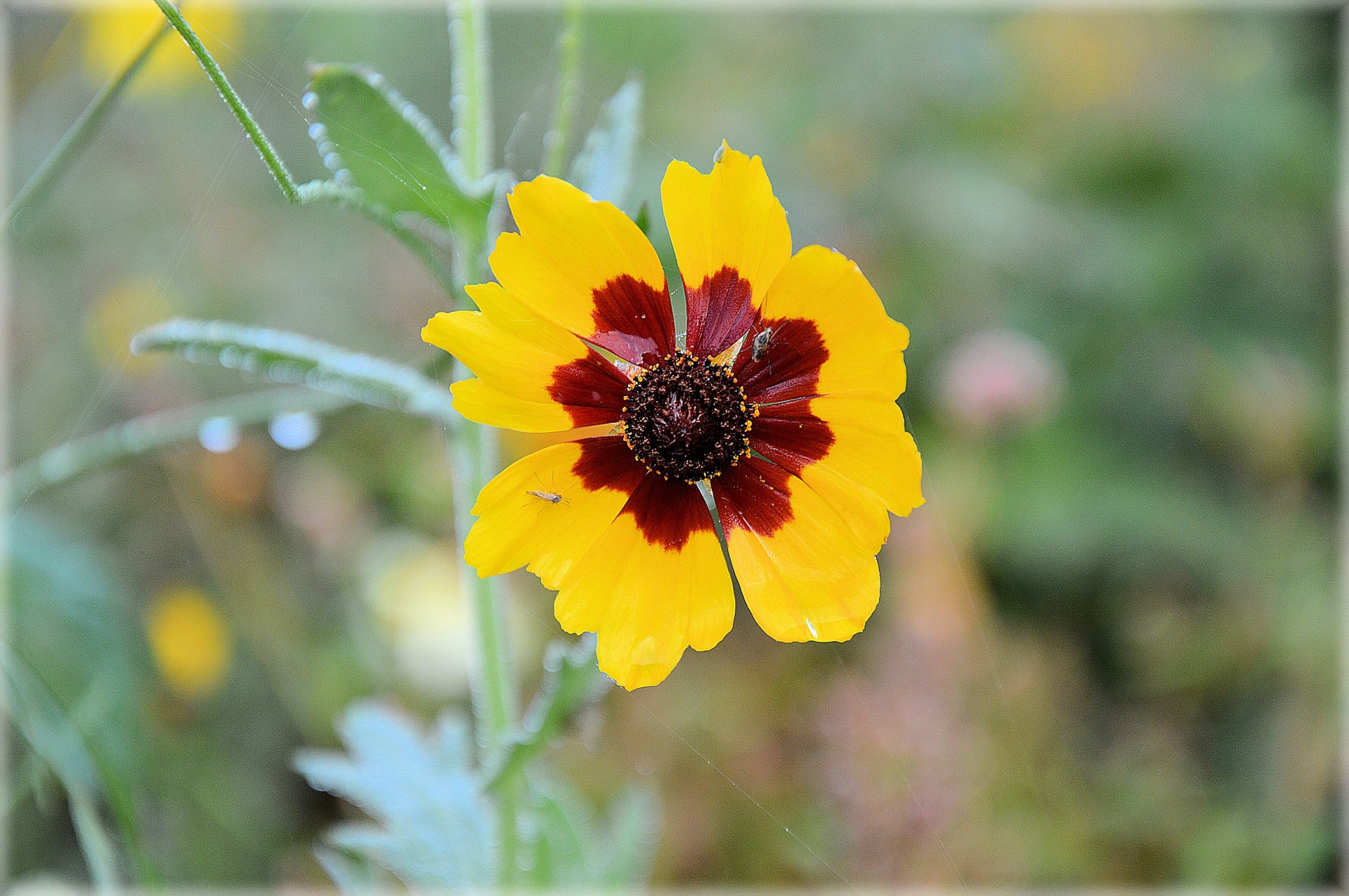 flowers plants nature free photo