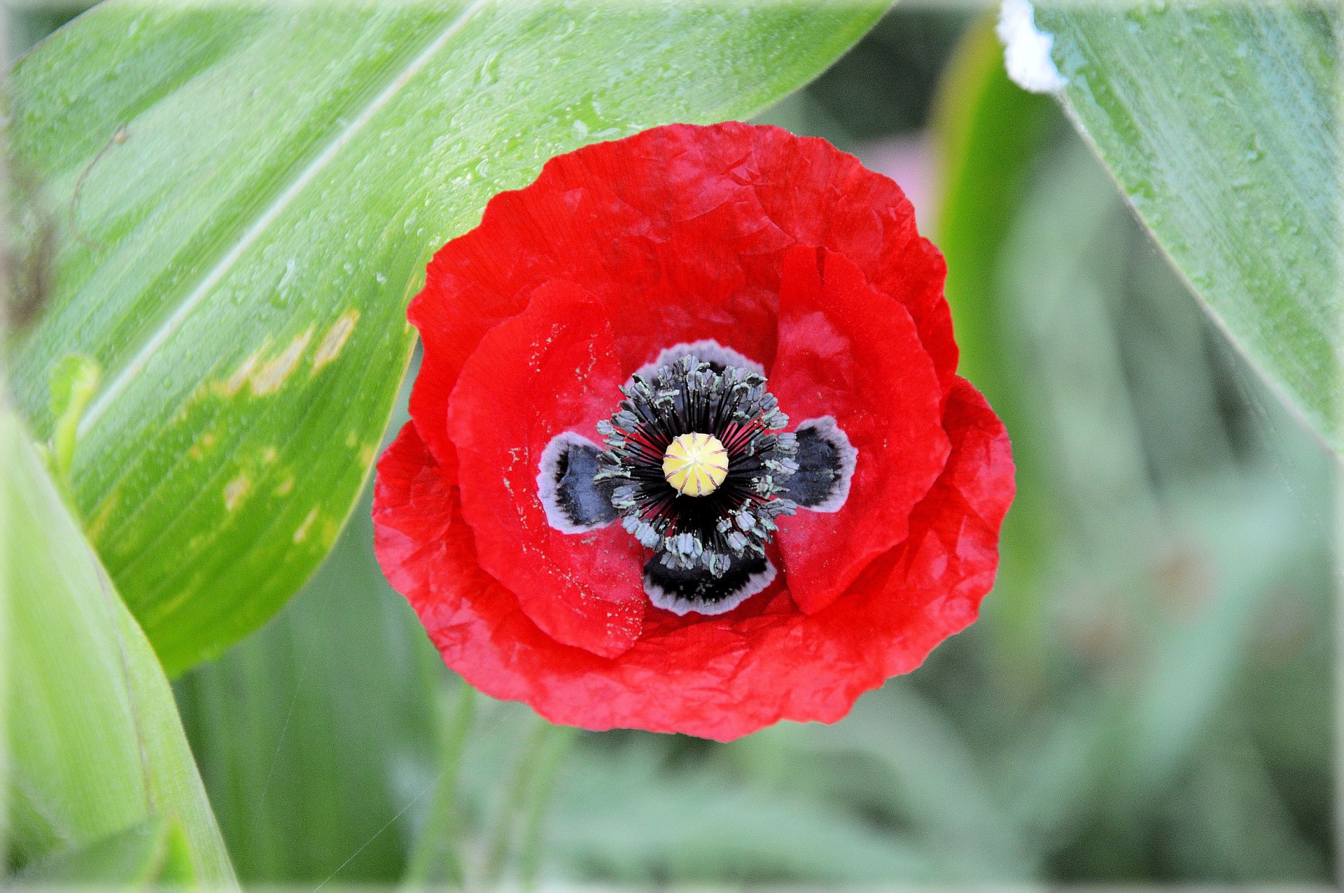 flowers plants nature free photo