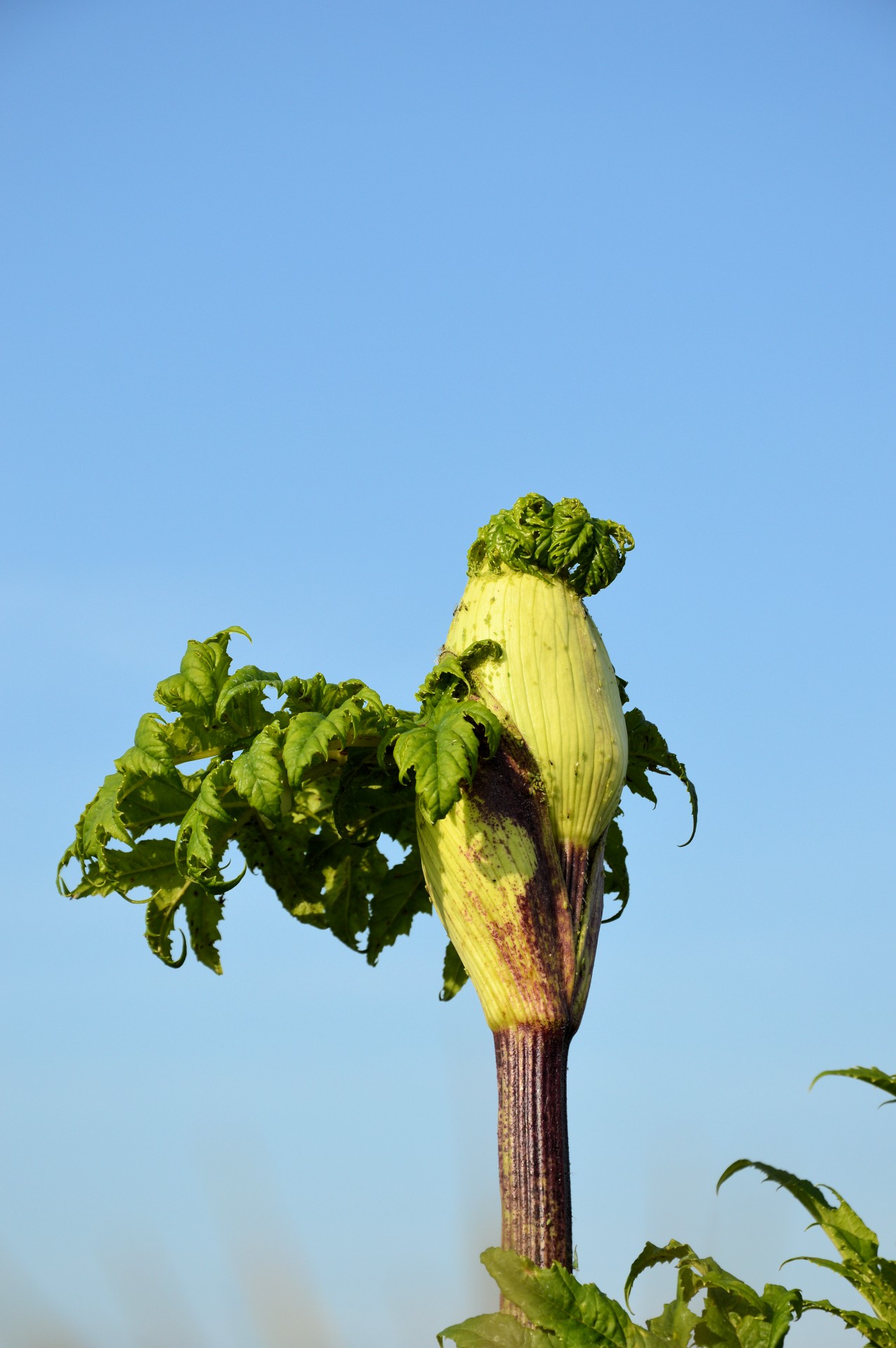 plant bud nature free photo