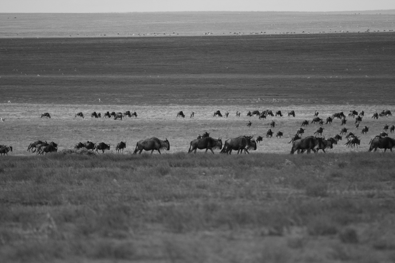 wildebeest migration arrival free photo
