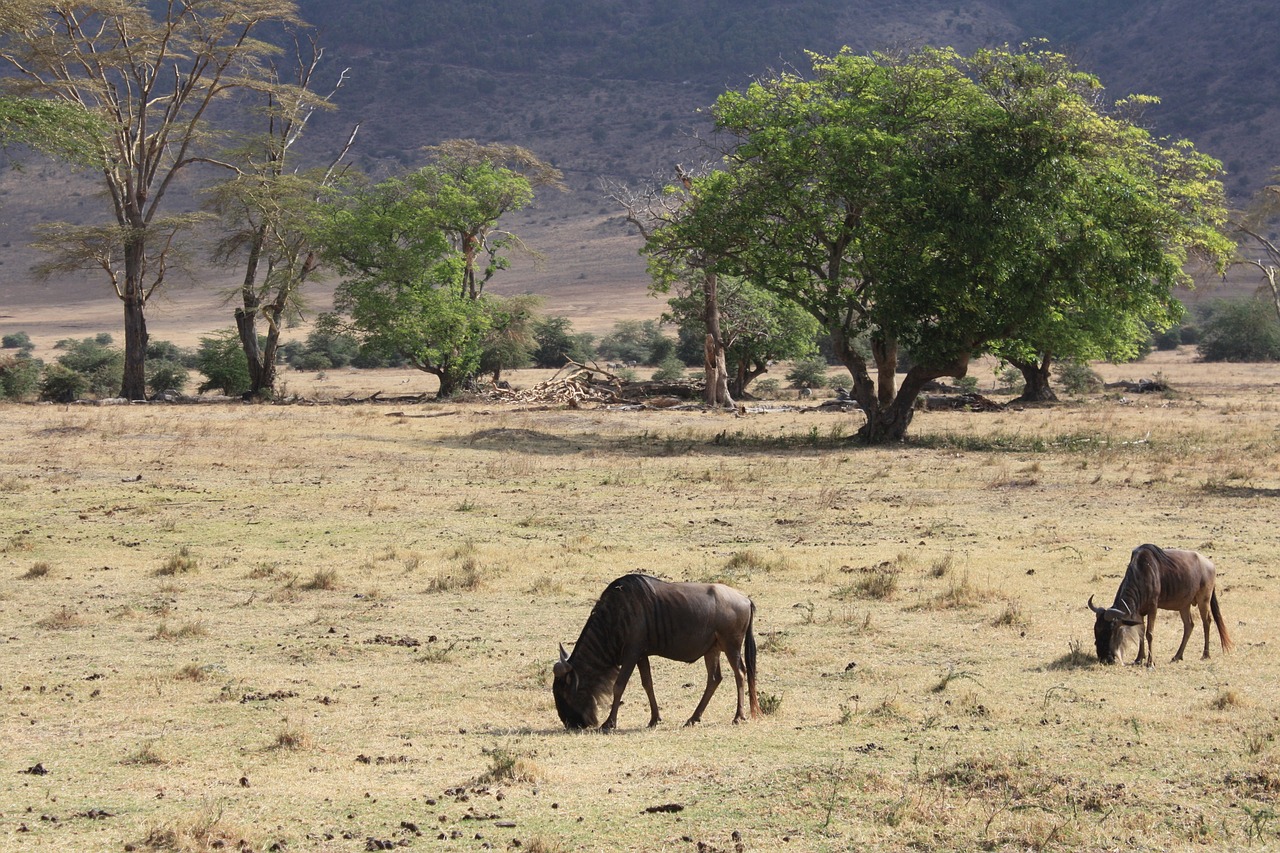 wildebeest safari tanzania free photo
