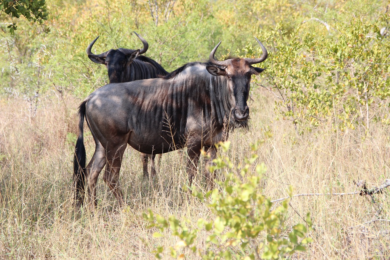 wildebeest nature kruger national park 2014 free photo