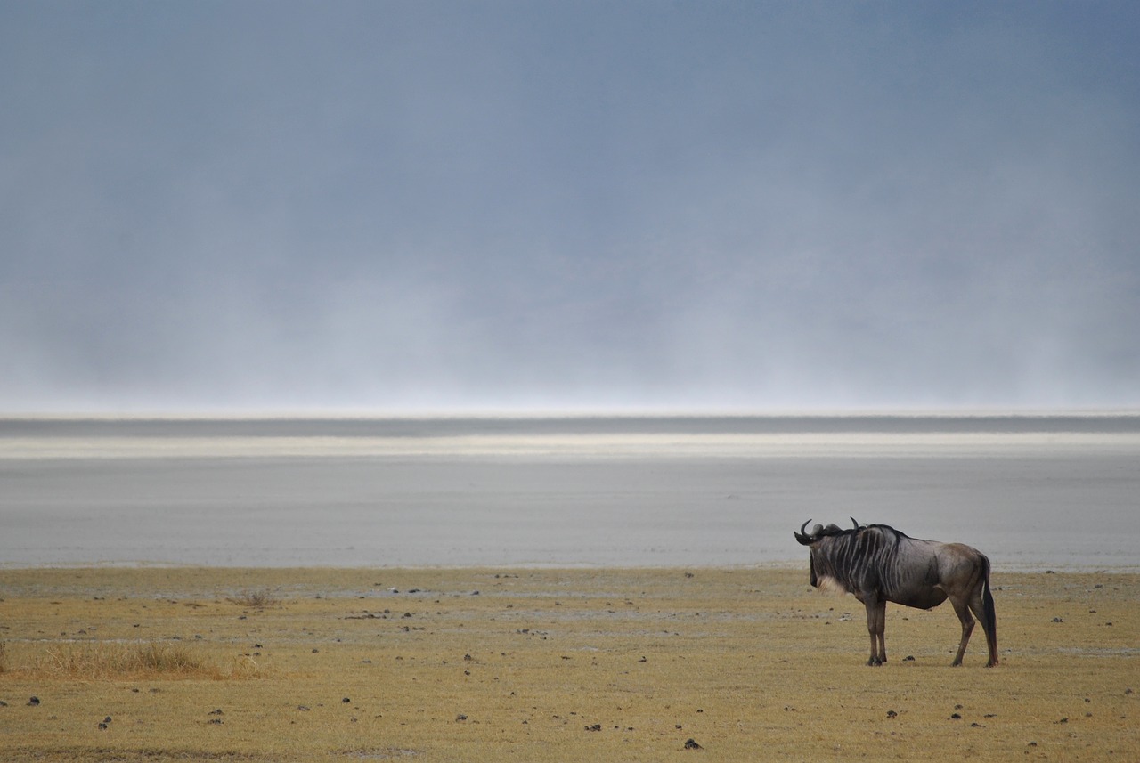 wildebeest gnu wild animal free photo