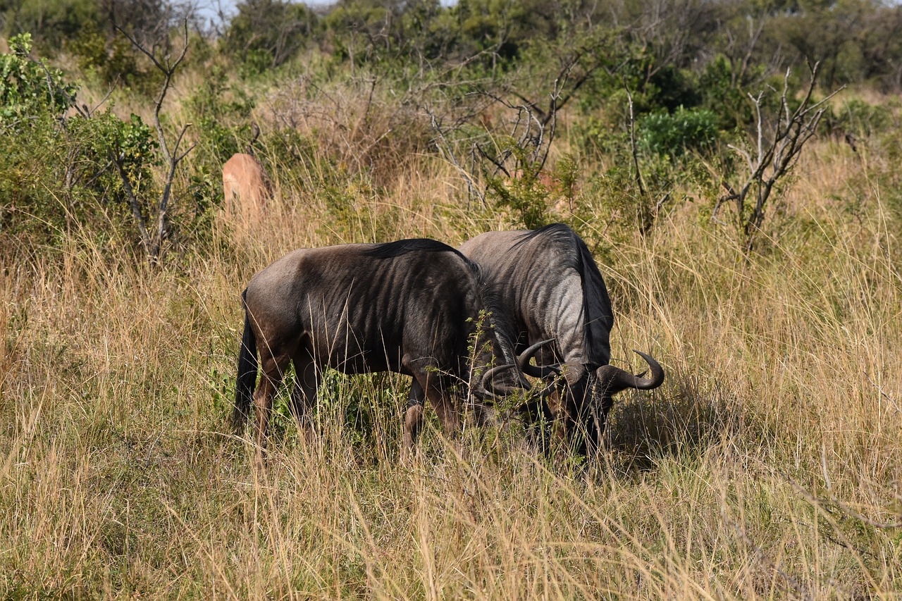 wildebeest south africa big 5 free photo