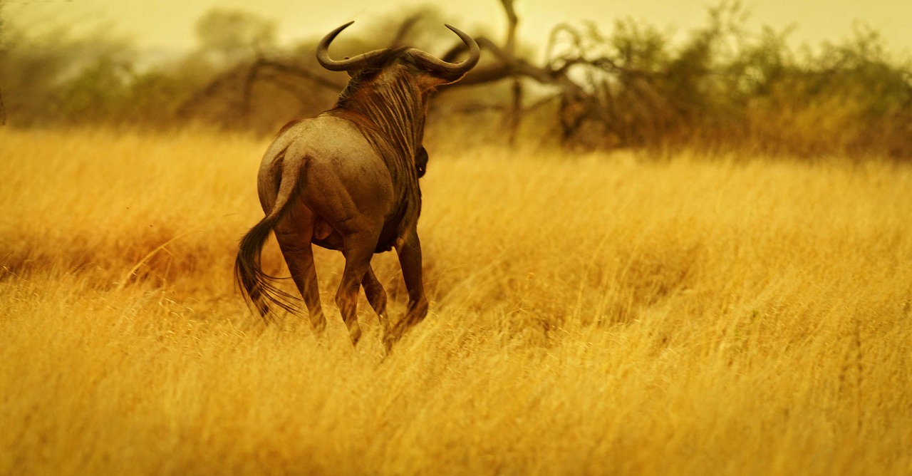 wildebeest gnu reserve free photo