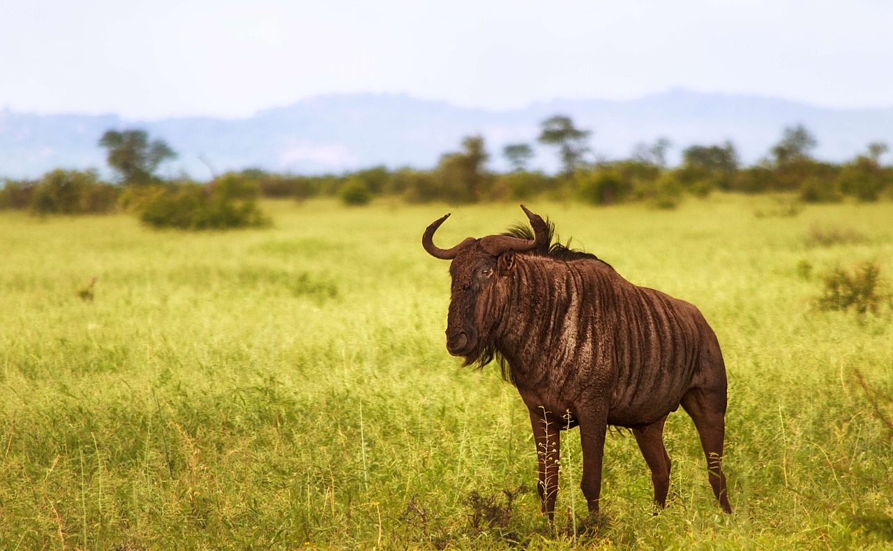 wildebeest savannah park free photo