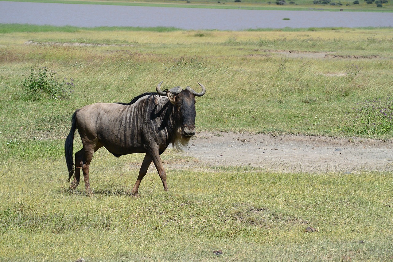 wildebeest wildlife wild free photo