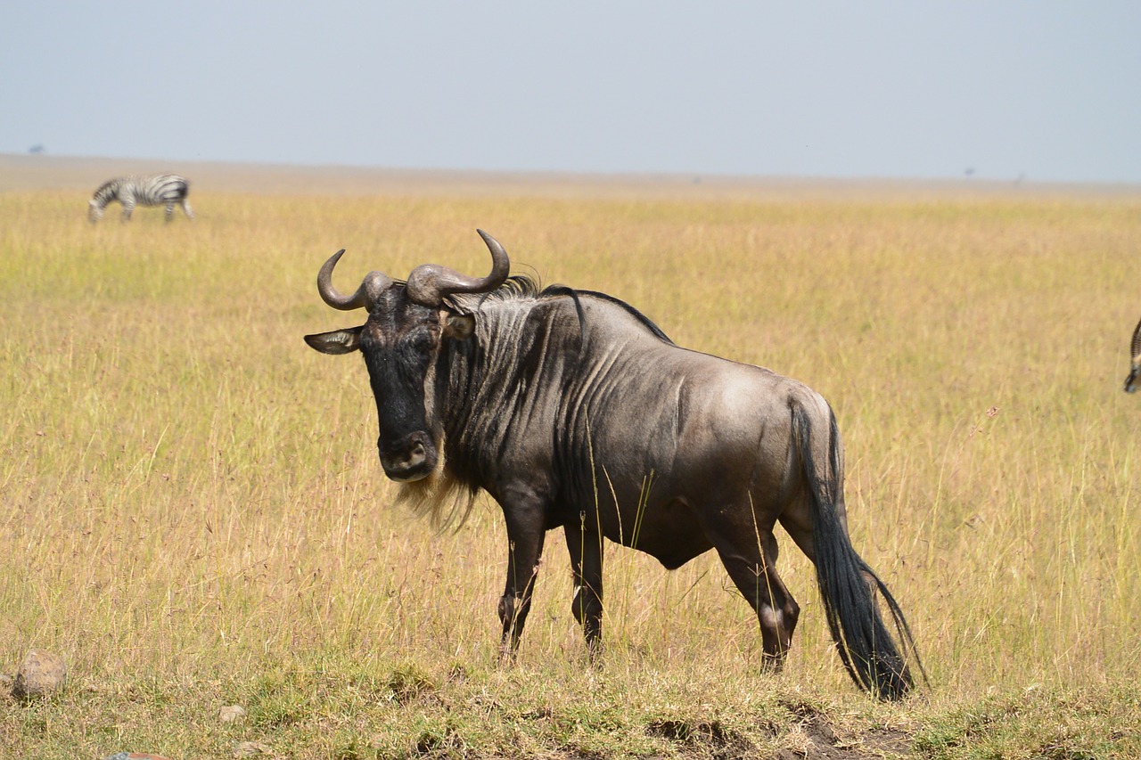 wildebeest wild wildlife free photo