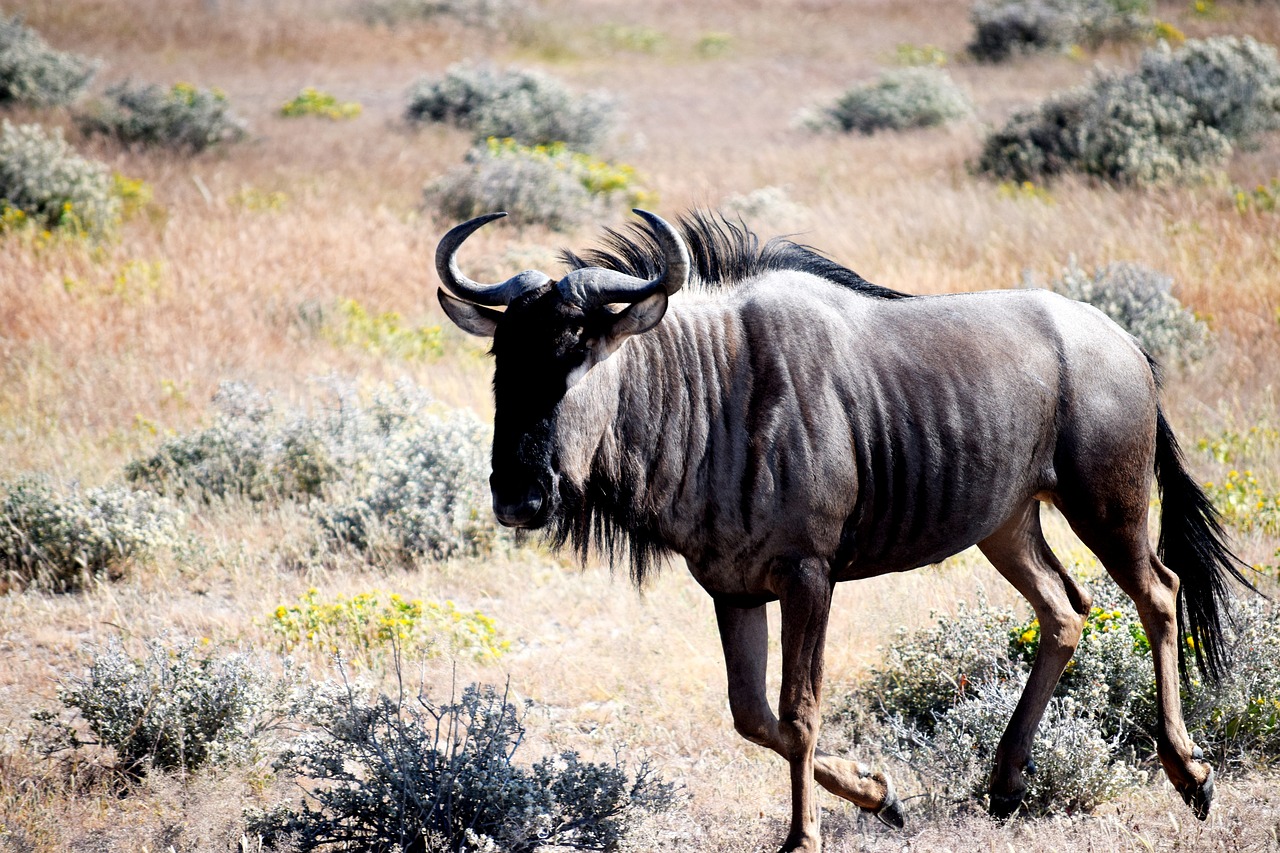 wildebeest  animal  etosha free photo