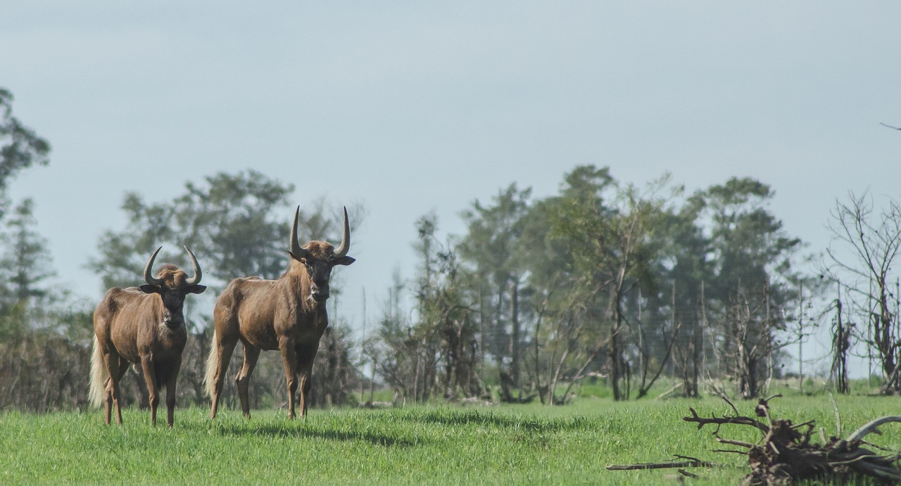 wildebeest  africa  safari free photo