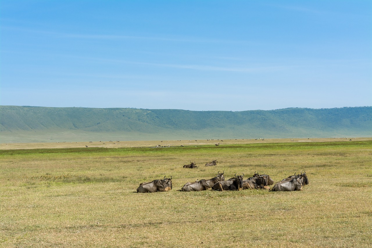 wildebeest  safari  africa free photo