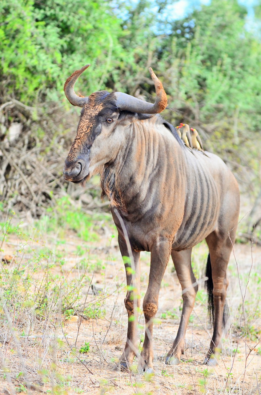 wildebeest  gnu  kruger national park free photo