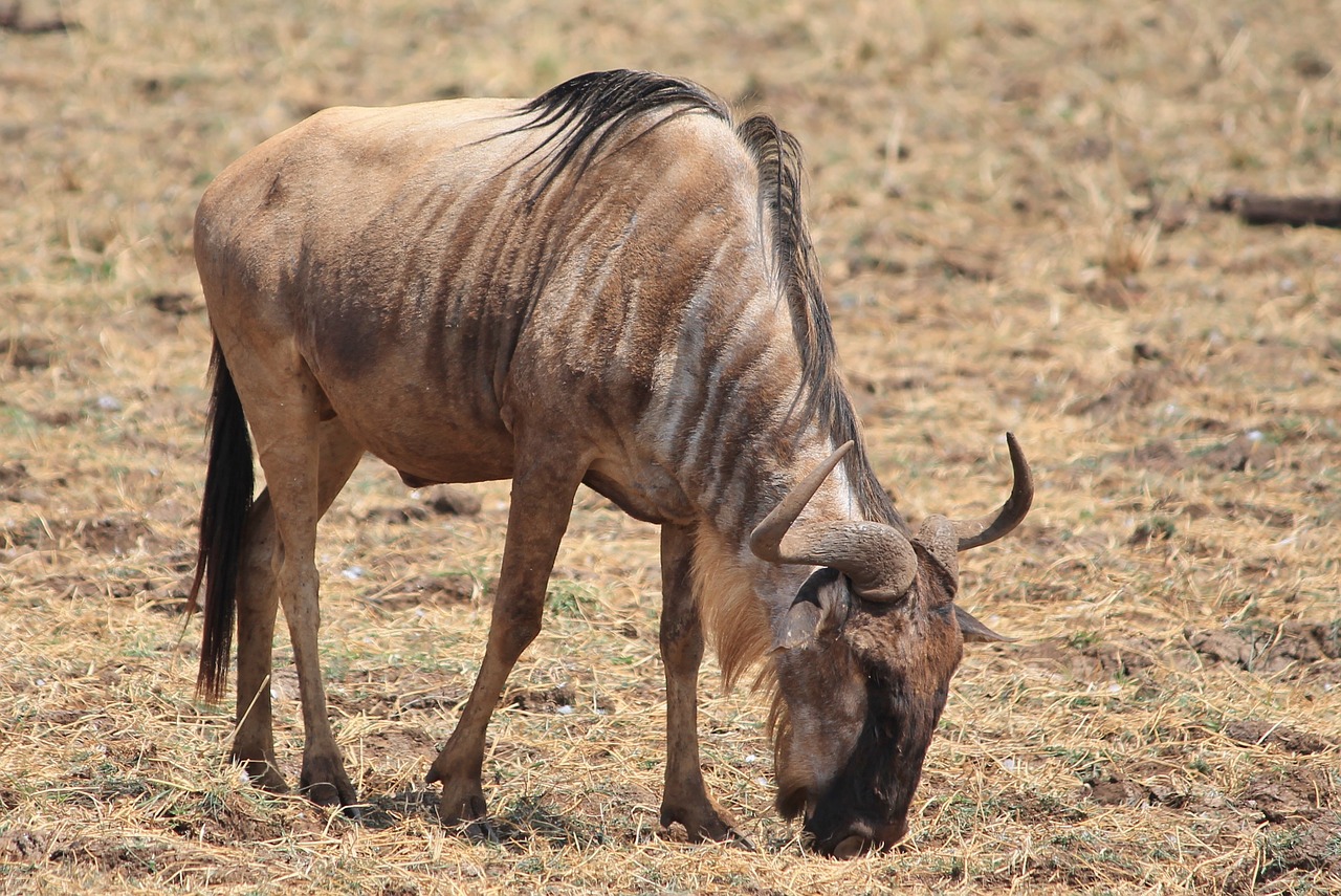 wildebeest animals africa free photo