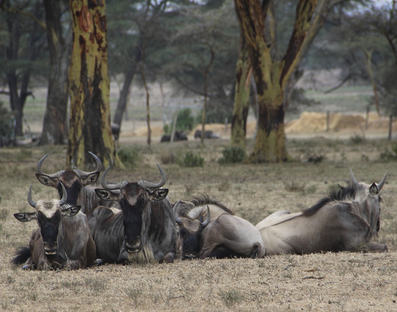 wildebeest kenya naivasha free photo