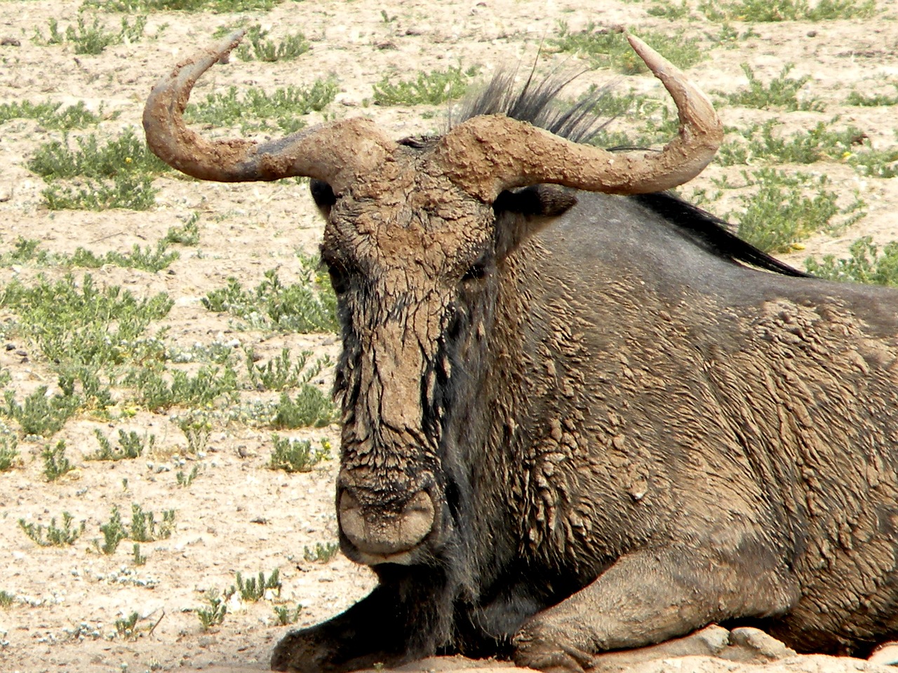 wildebeest mammal wildlife free photo