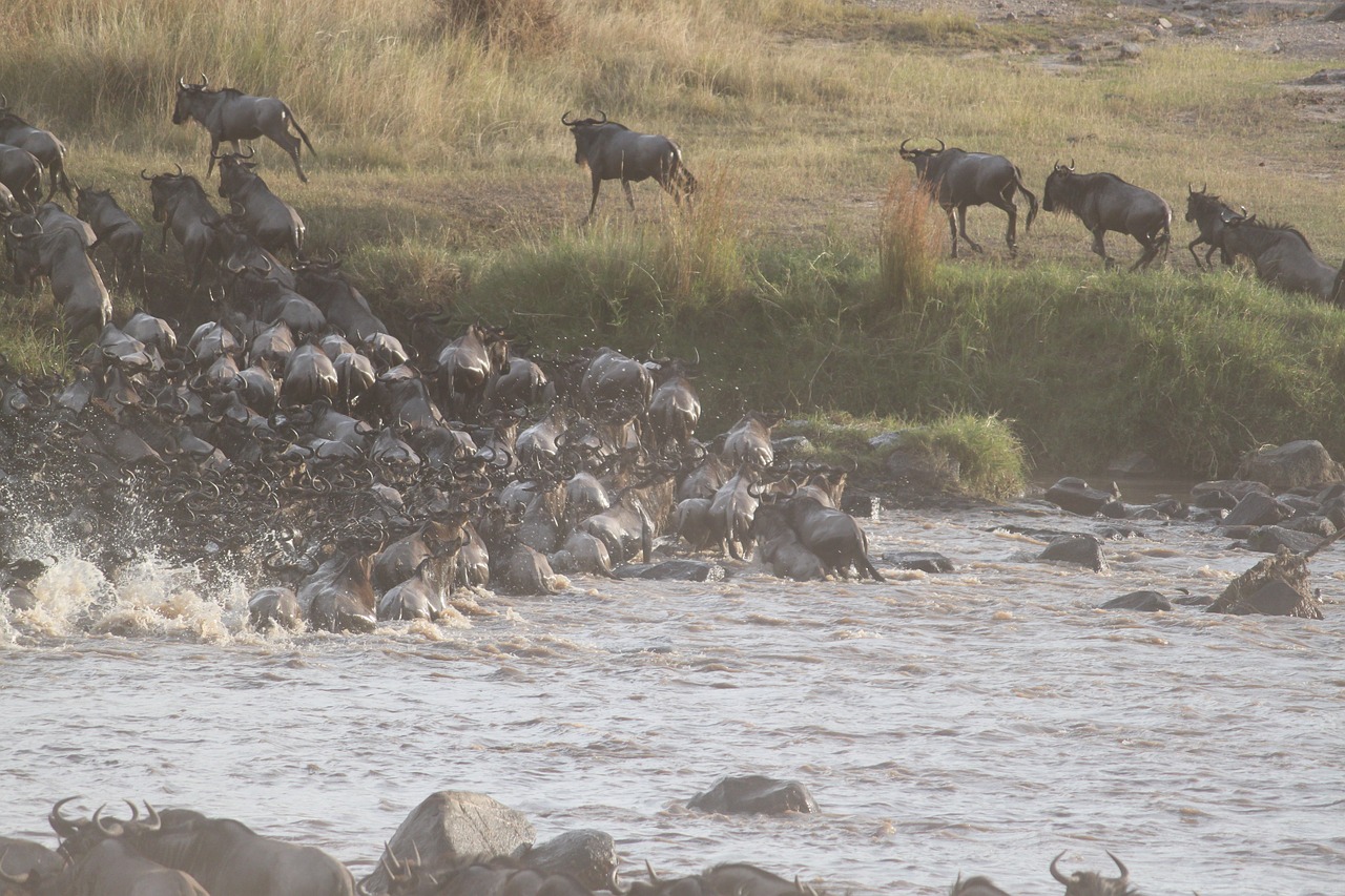 wildebeest migration great migration wildebeest free photo