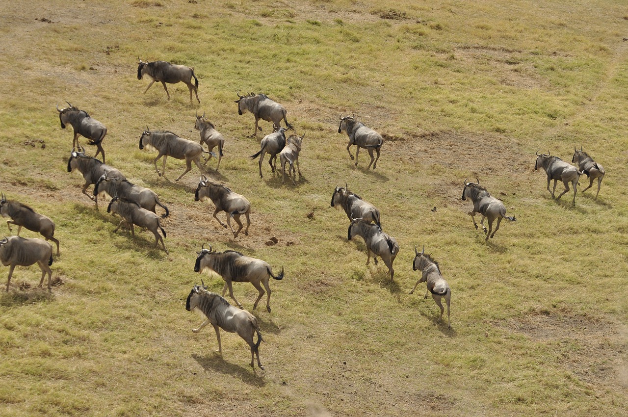 wildebeest migration  kenya  masai mara free photo