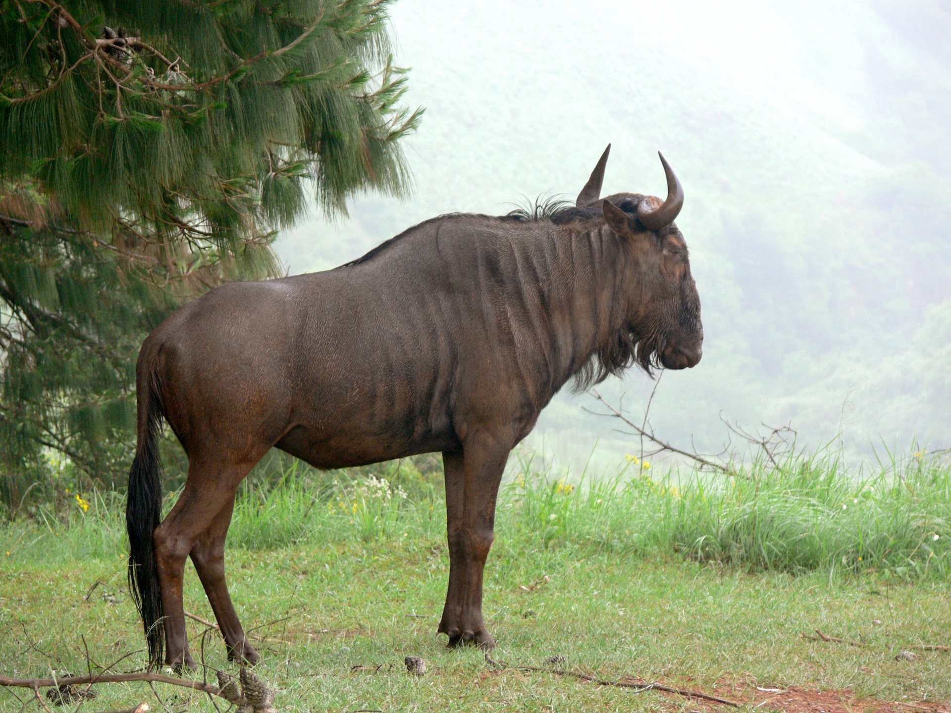 blue wildebeest gnu brindled free photo