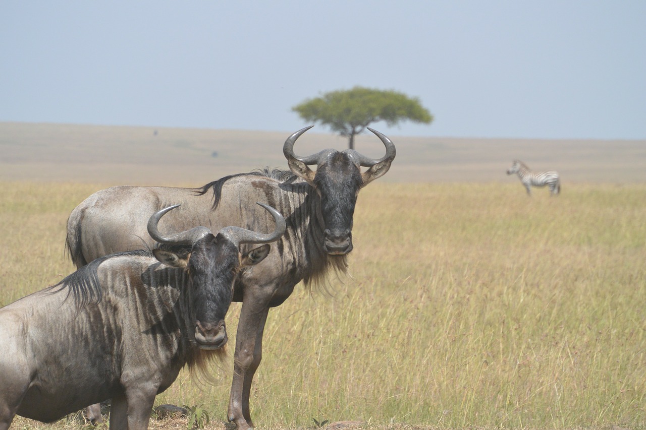 wildebeests animal wild free photo