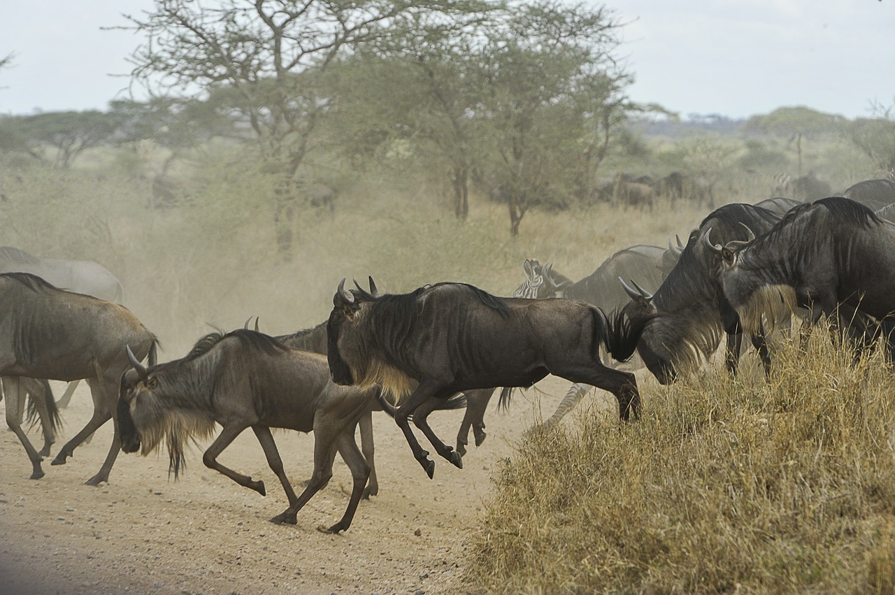 wildebeests herd gnus free photo